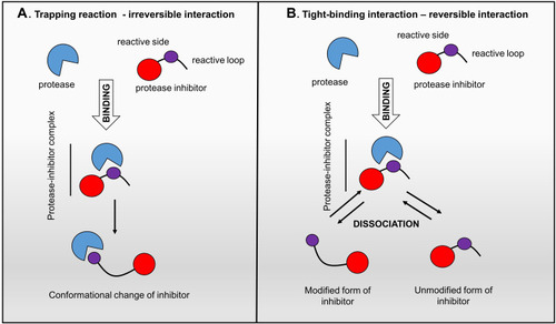 Figure 1 Protease inhibitor action mechanisms. Left panel: “trapping reaction” – the binding of inhibitor with protease activates the cleavage of an internal peptide bond, triggering an irreversible conformational change of the inhibitor; Right panel: “tight-binding interaction” – the reversible interplay of the inhibitor with the active site of protease is similar to the enzyme-substrate reaction.Citation27,Citation134