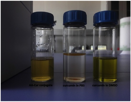 Figure 1 A photograph of the glass bottles containing the same amount of curcumin in the form of (from left to right): AA-Cur conjugate in PBS, free curcumin in PBS (undissolved on the bottom of the bottle) and free curcumin in DMSO.Abbreviations: AA-Cur, alginate-curcumin conjugate; DMSO, dimethyl sulfoxide.