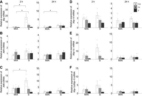 Figure 4 Response failure of unfolded protein response in the liver by a second attack in offspring. (A) Relative expression level of Bip mRNA at 2 and 24 h. (B) Relative expression level of Atf4 mRNA at 2 and 24 h. (C) Relative expression level of Atf6 mRNA at 2 and 24 h. (D) Relative expression of Xbp-1t mRNA at 2 and 24 h. (E) Relative expression level of Xbp-1s mRNA at 2 and 24 h. (F) Ratio of expression level of Xbp-1s/Xbp1t mRNA at 2 and 24 h. *p < 0.05, Mann–Whitney U-test. Data are represented by mean ± SE. Number of dams = 4 in each group, number of pups = 8–9 in each group. P20, poly(I:C) 20 mg/kg; P4, poly(I:C) 4 mg/kg; S, saline.