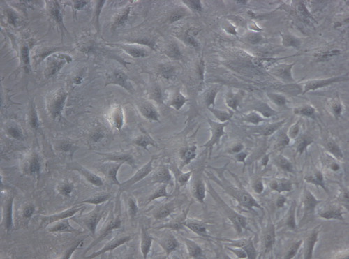 Figure 1. The cells in the experimental group adhered nearly completely on day 3 after inoculation, spindle-shaped (× 200).