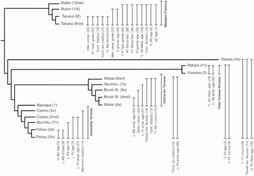 Figure 3. A cladogram showing synapomorphies (characters) listed in Table 2. Character-states with an asterisk are non-homologous.
