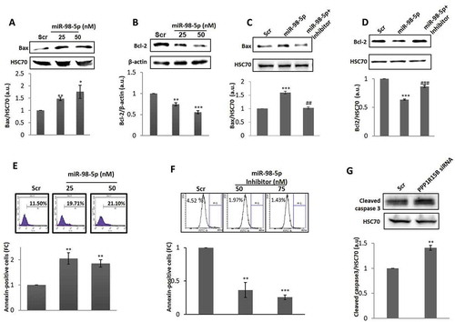 Figure 5. miR-98-5p induces apoptosis in HaCaT cells. HaCaT cells transfected with either the scramble (Scr) or the miR-98-5p mimic were lysed after 72 h and the expression of Bax (a) and Bcl-2 (b) was evaluated by western blot analysis using specific antibodies. HSC70 and β-actin were used as the loading control. HaCaT cells were transfected with either the scramble or the miR-98-5p mimic or with miR-98-5p mimic plus its inhibitor (75 nM) and after 72 h of incubation, lysates were probed for the protein levels of Bax (c) and Bcl-2 (d). HSC70 and β-actin were used as the loading control. Densitometric analyses of the blots are given below with the respective blots. Cells transfected with the scramble (Scr) or the miR-98-5p mimic (e) or the miR-98-5p inhibitor (f) were labelled with Annexin V and after 15 min of incubation, cells were analysed for apoptosis by flow cytometry. Quantitative data of Annexin V positive cells are depicted in the graphs below. (g) HaCaT cells were transfected with either the scramble (Scr) or PPP1R15B siRNA (50 nM) and after 72 h, the levels of cleaved caspase 3, a marker for apoptosis was evaluated by Western Blot analyses. HSC70 was taken as the loading control. Experiments were performed in triplicate and values are presented as means ± SEM. ***p < 0.001, **p < 0.01 and *p < 0.05, as compared to scramble (Scr). ###p < 0.001 as compared to the incubation with miR-98-5p mimic alone.