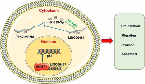 Figure 6. The potential molecular mechanism of LINC00467 in glioma.