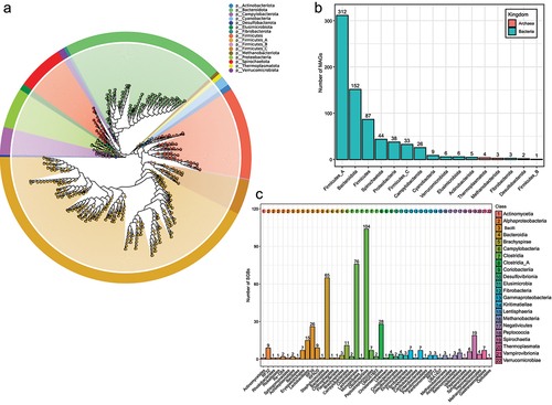 Figure 1. The taxonomic labels of MAGs from fecal metagenomes of RMs. (a) the phylogenetic tree of 731 MAGs from fecal metagenomes of RMs. (b) the number of 731 MAGs at different phyla. (c) the number of SGBs at order level.