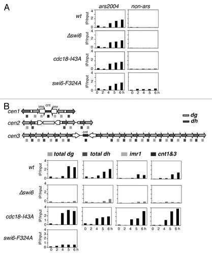 Figure 6 Timing of centromere replication in cdc18-I43A and Δswi6. Wild-type (FY2318), Δswi6 (FY3812), cdc18-I43A (FY3813) and swi6-F324A (FY5048) cells were synchronized at G1 by nitrogen starvation and released into 10 mM of hydroxyurea and 100 µg/ml of BrdU. DNA replication was determined by BrdU ChIP. (A) Replication timing at euchromatin ars2004. (B) Centromeric replication timing in wt, cdc18-I43A, Δswi6 or swi6-F324A. Schematic representation of the structure of the three centromeres and the location of the primers used for ChIP. The dh and dg primers recognize sequences in all three centromere. The primers for imr1 are cen1 specific. The primers for cnt are able to detect cen1 and 3. All experiments were repeated three times and representative data are shown.