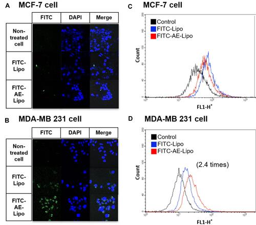 Figure 4 Confocal microscopy images ((A) MCF-7 cell, (B) MDA-MB 231 cell) and flow cytometry analysis ((C) MCF-7 cell, (D) MDA-MB 231 cell) treated with FITC-Lipo or FITC-AE-Lipo for 4 h.