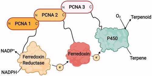 Figure 5. PUPPET system. In this system, the N-termini of Pseudomonas putida P450 components are attached to C-termini of Sulfolobus solfataricus heterotrimeric proliferating cell nuclear antigen (PCNA), which enables the colocalisation of the redox and P450 enzymes. Adapted with modifications from [Citation147]. Figure created with BioRender.com.