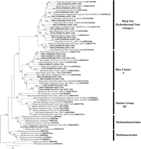 Fig. 5 Neighbor-joining tree based on Euryarchaeal SSU rRNA gene sequences obtained from biofilms found in Carter Saltpeter Cave, Carter County, TN in this study. The number of sequences from each library [Mn Falls (MNF) and Mud Trap Falls (MTF)] representing a particular OTU is given in parentheses following the NCBI accession number. Alignments were created using the on-line SILVA aligner. Dendogram was created using PHYLIP. Bootstrapping values are shown for nodes that were supported >50% of the time and with maximum-likelihood analysis (data not shown). Aquifex pyrophilus and Thermotoga maritima were used as outgroups. Branch lengths indicate the expected number of changes per sequence position.