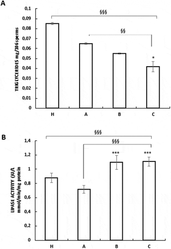 Figure 6. Nutraceuticals mix and MI modulated lipid metabolism in human sperm. Assays of triglycerides content (A) and lipase activity (B) were performed as described in the Materials and Methods. The results are presented as mean ± SD. Variables before and after treatment analyzed with Student’s paired t-test. p-value: * ≤ 0.05; *** < 0.0001. One-way ANOVA between groups. p-value: §§ < 0.01; §§§ < 0.001.