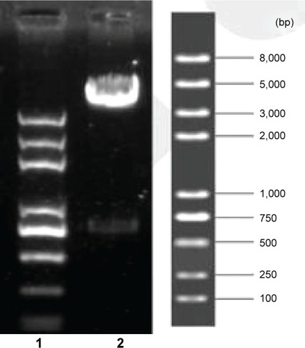 Figure 1 The pYr-5HRE-cfosp-iNOS-IFNG plasmid was identified via restriction enzyme digestion.Notes: p5HRE-cfosp-iNOS-IFNG digested with EcoRI clearly showed two bands of ~900 bp and 8.3 K in size in lane 2. Lane 1, marker; lane 2, pYr-5HRE-cfosp-iNOS-IFNG plasmid digested with EcoRI.Abbreviations: HRE, hypoxia-response element; iNOS, inducible nitric oxide synthase.