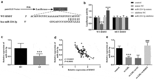 Figure 4. Complementary sequences of RMST and miR-224-3p. (a) The targeted relationship between RMST and miR-224-3p was evaluated by luciferase reporter gene assay. (b) RT-qPCR analysis showed that the expression level of miR-224-3p was attenuated in AS group. (c) The linear relation between RMST and miR-224-3p in serum was carried out by Pearson correlation coefficient. (d) RT-qPCR analysis revealed that the level of miR-224-3p was decreased in ox-LDL treated HUVECs. (e) ***P < 0.001, ###P < 0.001.