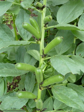 Figure 2 Modern Celtic black broad bean (Vicia faba L.), which produces seeds that are morphologically similar to prehistoric finds of Celtic bean.