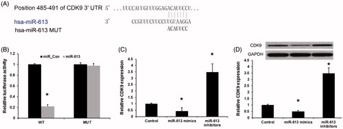 Figure 3. CDK9 is a direct target of miR-613 in gastric cancer. (A), Sequence alignment of miR-613 and 3′ UTR of CDK9 using mirco-RNA.org. (B), Luciferase reporter assay revealed the target role of miR-613 on CDK9. (C), qPCR assay and (D), Western blot assay revealed the effects of miR-613 on the expression levels of CDK9 in gastric cancers. Data are presented as means ± SD from three independent experiments. *p < .01 versus control group.