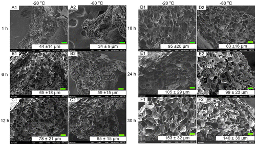 Figure 1. SEM images of porous chitosan scaffolds prepared at different freezing temperatures and times. Scale bar = 100 μm.