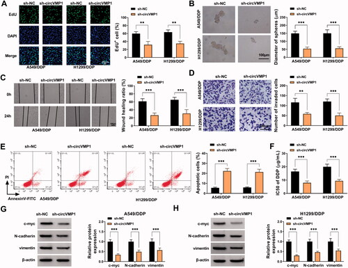 Figure 2. CircVMP1 absence suppresses the proliferation, sphere formation, migration, invasion, and DDP resistance and induces the apoptosis of NSCLC cells. (A–H) A549/DDP and H1299/DDP cells were transiently transfected with sh-NC or sh-circVMP1. (A) EdU assay was performed to analyze DNA synthesis rate of transfected A549/DDP and H1299 cells to assess cell proliferation ability. (B) Sphere formation assay was conducted to assess the sphere formation efficiency of transfected NSCLC cells to evaluate cell stemness. (C) Wound healing assay was performed to analyze the migration ability of transfected NSCLC cells. (D) Transwell assay was carried out to analyze the invasion ability of transfected NSCLC cells. (E) The apoptotic rate of transfected NSCLC cells was analyzed by flow cytometry. (F) CCK8 assay was performed to analyze the IC50 values of DDP in transfected A549/DDP and H1299/DDP cells. (G and H) Western blot assay was conducted to measure the protein levels of proliferation-associated indicator (c-myc) and EMT-associated indicators (N-cadherin and vimentin) in transfected NSCLC cells. **p < .01, ***p < .001.