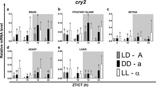 Figure 5. Diurnal changes in the expression of the cry2 in various organs of common carp. Relative levels of cry2 mRNA at different time points in the brain (a), pituitary gland (b), retina (c), heart (d) and liver (e) of fish kept under LD (12L:12D, gray bars), DD (0L:24D, black bars) and LL (24L:0D, white bars) light regimes. Data obtained from RT-qPCR analysis are shown as mean ± SEM (n = 8). The 40S ribosomal protein s11 gene served as the reference housekeeping gene. When significant (Kruskal-Wallis test or one-way ANOVA, p < .05), differences between time points are indicated by different letters (A, B, C for LD; a, b, c for DD and α, β for LL).