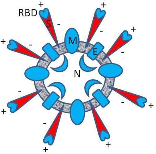 Figure 1 Approximate diagram of the spatial distribution of electric charge in SARS-CoV-2 (B.1 variant). The resultant formal charge, estimated from the charged amino acid content of the envelope (E), the membrane (M), and the nucleocapsid protein (N) is positive (blue), respectively 2, 8, 24 elementary charge units [e]. The entire charge of spike protein (S) is negative (red), −12 [e], but locally, in the RBD, the resultant charge is positive, +7 [e], as was reported in Pawłowski’s study.Citation5
