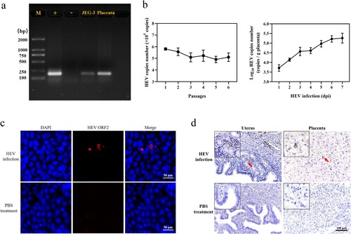 Figure 2. HEV genotype 3 infected JEG-3 cells and placenta of pregnant ICR mice. (a) Nucleic acid gel electrophoresis of HEV in JEG-3 cells and placenta. HEV Kernow-C1/p6 strain and PBS were applied as positive control (+) and negative control (−) respectively. (b) Detection of HEV RNA in JEG-3 cells and placenta by qRT-PCR. Bars indicate mean ± SEM, n = 3. (c) Immunoﬂuorescence detection of HEV ORF2 antigen in JEG-3 cells. Nuclei stained by DAPI. Scale bar represents 50 μm. (d) Immunohistochemical staining of HEV ORF2 in mouse uterus and placental cells. Scale bars represent 50 μm (c) and 100 μm (d).