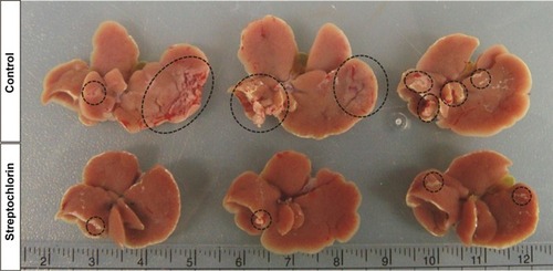 Figure 3 Antimetastatic effect of streptochlorin.