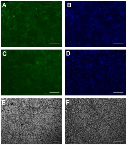 Figure 4 Fluorescence micrographs show the cytocompatibility of the poly(ethylene glycol)/polylactide electrospun fibrous scaffolds with mesenchymal stem cells (C, D). Mesenchymal stem cells cultured on the tissue culture plate were the control (A, B). The cells were stained with fluorescein diacetate in green color (A, C) and 2-(4-amidinophenyl)-6-indolecarbamidine dihydrochloride for cell nuclei in blue (B, D). Mesenchymal stem cells on the poly(ethylene glycol)/polylactide electrospun fibrous scaffolds under white light were also included at different magnification (E, F).Note: Scale bar = 100 μm.