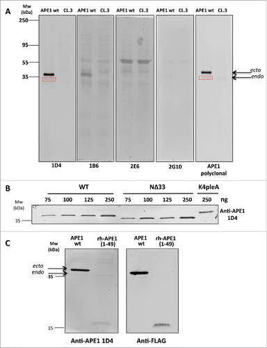 Figure 4. (A) Western blot analysis carried out on extracts of HeLa cells overexpressing APE1 wt variant or the HeLa cell extracts knocked-down by suitable ShRNAs (CL.3).Citation18 Here are shown the entire filters for 4 mAbs in comparison with the commercial polyclonal antibody (NB 100–101, Novus Biologicals). To highlight the different affinity of antibodies the same amounts of total proteins was loaded on the different lanes. Endogenous APE1 is also stained by 1D4 and the commercial polyclonal antibody (boxed in red). (B) The selected 1D4 mAb stained in a dose-response fashion the APE1 variants. As low as 75 ng of recombinant Flag-tagged wild-type protein (indicated as WT) immunopurified from HeLa cell extractsCitation21 were clearly detected in this assay. Also the protein lacking the first 33 residues on the N-terminus (indicated as NΔ33) was similarly detected under the same conditions, suggesting that K35, still present on the protein, was acetylated and recognized by the antibody. On the same gel, the variant, indicated as K4pleA, where K27, K31, K32 and K35 were mutated to alanines was loaded. Also this mutated protein was readily detected under these conditions by 1D4. (C) Detection of full length acetylated ectopic (ecto) and endogenous (endo) APE1 protein (indicated as APE wt) by 1D4. The endogenous protein band was weak but clearly visible at the indicated MW. In the same experiment we verified that recognition was specific for the N-terminal region of APE1 protein by analyzing cell extracts expressing the 1–49 APE1 fragment (indicated as APE1(1–49)). The reduced intensity of this band could be due to reduced in cell acetylation compared to the full-length protein. Protein identity was confirmed by using an anti-FLAG antibody.