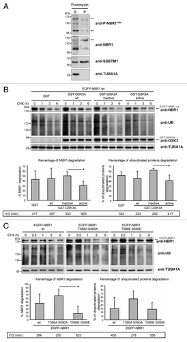 Figure 4. GSK3-mediated phosphorylation inhibits NBR1 adaptor function and this prevents the selective autophagy of ubiquitinated proteins. (A) Western blot of detergent-soluble (Supernatant) and detergent-insoluble (Pellet) fractions of HeLa cells treated with puromycin. Endogenous phospho-NBR1T586, total NBR1, SQSTM1, and TUBA1A/α-TUB (tubulin, α) (loading control) were analyzed by western blot. Arrows show bands that have been found to be specific in NBR1-specific siRNA experiments. The proportion of total NBR1 and phospho-NBR1T586 present in the insoluble fraction was calculated as the ratio of (signal of x in pellet fraction * 100)/(signal of x in supernatant fraction + signal of x in pellet). 24% of phospho-NBR1T586 is present in the detergent-insoluble fraction whereas 74% of total NBR1 is contained in this fraction. (B) Western blot of extracts from C2C12 myoblasts transfected with GST or GST-GSK3A forms (wt, wild-type; inactive, K148A; active, S21A). Cells were treated with CHX and proteins were extracted at different time points to determine NBR1 stability. Ectopic NBR1 was detected with anti-NBR1 antibody and the same patterns were observed with anti-GFP antibody (not shown). Lower panel: quantification of the percentage of NBR1 (left) and of ubiquitinated proteins (right) degradation after 6 h of CHX treatment compared with their initial amounts. Half-life time extrapolations calculated from the quantifications of western blot are shown in rectangles. Data are mean of 3 independent experiments. Error bars represent standard deviations. *P < 0.05, Student t test. (C) Western blot of extracts from C2C12 myoblasts transfected with wild-type or mutant EGFP-NBR1 and treated with CHX. Lower panel: Quantification of the percentage of EGFP-NBR1 (left) and of ubiquitinated proteins (right) degradation after 6 h of CHX treatment compared with their initial amounts. Half-life time extrapolations calculated from quantifications of western blot are shown in rectangles. Data are mean of 3 independent experiments. Error bars represent standard deviations. *P < 0.05, Student t test.