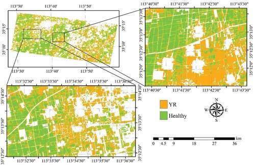 Figure 6. Distribution of YR infected winter wheat area derived from SVM using the RapidEye imagery acquired on 10 May 2017. Areas in white represent non-wheat fields.