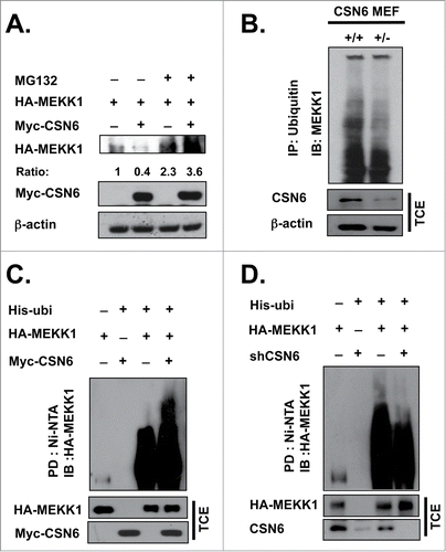 Figure 3. CSN6 induces MEKK1 ubiquitination. (A) HEK293T cells were co-transfected with Myc-CSN6 and HA-MEKK1 plasmid for 48 hrs and then treated with DMSO or MG132 for 6 hrs before being harvested. A Western blot analysis was performed using the same amount of cell lysate. (B) Loss of CSN6 decreased MEKK1 ubiquitination levels. csn6+/+ and csn6+/− MEFs were lysed and subjected to immunoprecipitation with ubiquitin antibody and then immunoblotted with MEKK1 antibody. (C, D) CSN6 efficiently ubiquitinates MEKK1. HEK 293T cells were co-transfected with the indicated plasmids, followed by nickel bead purification for an in vivo ubiquitination assay. An immunoblot analysis was performed. (B-D) All cells were treated with 10 μM MG132 for 6 hrs before being harvested.