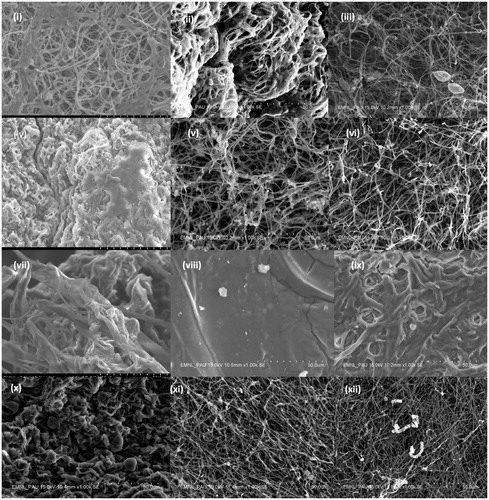 Figure 1. Scanning Electron micrographs showing the effect of supplementation of bulk salts of titanium, silver and silicon elements on spore and hyphae of Ganoderma lucidum and Volvariella volvaceae. (i), (ii) and (iii) Ganoderma (GL-II) for bulk salts of Ti, Si and Ag; (iv), (v) and (vi) Ganoderma (GL-IV) for bulk salts of Ti, Si and Ag; and (vii), (viii), (ix), (x), (xi) and (xii) Volvariella for bulk salts of Ti, Si and Ag respectively (Magnification 1.00 k).