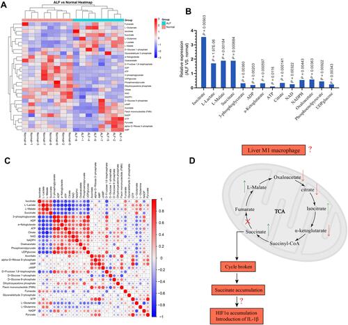 Figure 1 (A) Characteristics of energy metabolism for ALF patients. (B) The expression levels of L-Lactate, L-Malate, Isocitrate, Succinate, 3-phosphoglycerate, ADP, α-Ketoglutarate, ATP, Citrate, Oxaloacetate, NAD, NADPH, Phosphoenolpyruvate, and UDPglucose were significantly different between ALF patients and normal volunteers. (C) Based on the Pearson correlation analysis method, the correlation coefficient between different metabolites was calculated. The correlation between the different metabolites was displayed in the form of a correlation coefficient matrix heat map, and the expression of each metabolite was replaced by the ratio of the relative expression of the ALF group to the relative expression of the normal group. This matrix chart shows the correlation between significantly different metabolites. The Pearson correlation coefficient value R was between −1 and +1. The correlation coefficient R between metabolites was represented by color and circle, where R > 0 represents a positive correlation, and it was represented by red. R < 0 indicates a negative correlation, which was represented by blue. The larger and darker the circles, the more relevant they were. It was found that the expression for α-Ketoglutarate, Citrate, and Oxaloacetate was positively correlated with ATP. The expression for L-Malate, Isocitrate, and Succinate was negatively correlated with ATP. (D) Hypothesis diagram of M1 macrophage energy metabolism during ALF process.