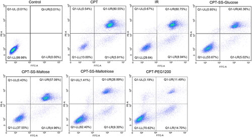 Figure 5. Flow cytometric analysis apoptosis of HepG2 cells with Camptothecin-Glycoligand nanosupramolecular prodrug (1 mM) after incubation for 12 h. Q1-LL: living cells; Q1-UR: late apoptotic cells; Q1-LR: early apoptotic cells.