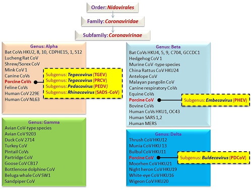 Figure 1. Systematic classification of important coronaviruses affecting animals and humans.