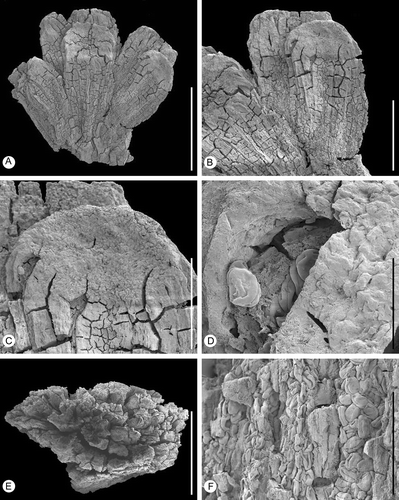 Figure 3. Erdtmanitheca portucalensis sp. nov. from the Early Cretaceous of Portugal. SEM-micrographs of pollen organs. A. Holotype showing sessile microsporophylls loosely arranged in a radial pattern from a central core (P0186). B, C. Detail of holotype showing the ellipsoidal to barrel-shaped microsporophyll (P0186). D. Detail of microsporophyll showing sporangia with pollen grains (P0186). E. Fragment from paratype showing microsporophyll arranged in radial pattern (P0185). F. Detail of paratype showing pollen grains in elongated pollen sacs (P0185). Scale bars – 1 mm (A, E); 500 μm (B); 250 μm (C); 50 μm (D); 100 μm (F).