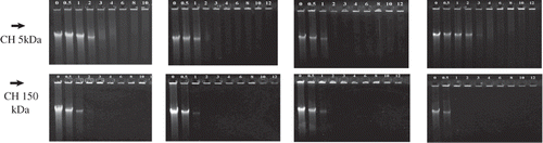 Figure 7. Gel electrophoresis of nanoparticles prepared at increasing ionic strengths with CH 5 kDa and CH 150 kDa: from left to right 10, 150, 500 mM and 1 M, respectively. N/P ratios are indicated on top of the figures.