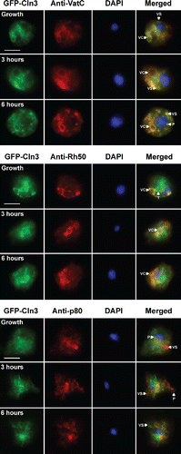 Figure 2. Localization of GFP-Cln3 in Dictyostelium cells during growth and starvation. Growth-phase cells and cells starved for 3 and 6 hours in KK2 buffer were fixed either in ultra-cold methanol (for VatC and Rh50 immunostaining) or 4% paraformaldehyde (for p80 immunostaining) and then probed with anti-VatC, anti-Rh50, and anti-p80, followed by secondary antibodies linked to Alexa 555 (red). Cells were stained with DAPI to reveal nuclei (blue). Images were merged with ImageJ. P, punctate. T, tubules. VC, vacuoles. VS, vesicles. Scale bars = 5 µm.