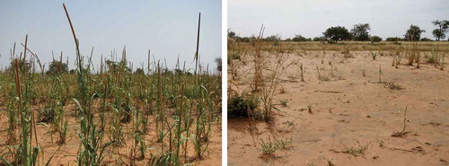 Figure 4 Pearl millet (Pennisetum glaucum (L.) R. Br.) fields unaffected by desertification (left) and heavily affected by desertification (right).