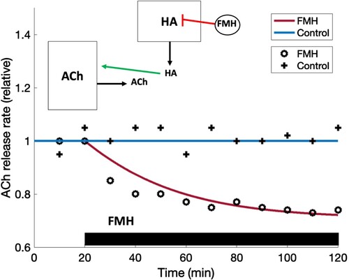 Figure 7. Effect of an HA synthesis inhibitor. ACh release rates are computed when nothing is given (blue) or a HA synthesis inhibitor (red) α-fluoromethylhistidine, FMH, is given from 20 to 120 min. The diagram in the upper left shows what receptors were included in the programme. The markers represent data redrawn from Figure 2 in [Citation32]. Error bars on the markers range from 0.1 to 0.2 units, and our model curves fall within them.