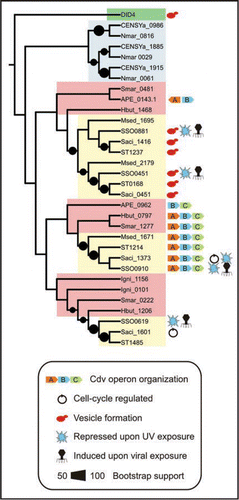 Figure 1 Phylogenetic tree of CdvB paralogs encoded by crenarchaeal genomes. The tree was inferred from the CdvB alignment in reference 5, using RAxML and the WAGPROTGAMMA model for protein evolution.Citation18 The yeast DID4 protein, which is part of the ESCRT-III machinery, was used to root the tree. Bootstrap support values above 50 are plotted as black circles. The tree is annotated with the following biological features: Cell cycle-specific expression;Citation19 Induction upon infection by Sulfolobus turreted icosahedral virus;Citation8 Repression upon UV exposureCitation10,Citation11 and presence in secreted membrane vesicles.Citation7 Proteins are annotated using their locus tags, which includes the following species abbreviations: APE, Aeropyrum pernix; CENSYa, Cenarchaeum symbiosum; Hbut: Hyperthermus butylicus; Igni: Ignicoccus hospitalis; Msed: Metallosphaera sedula; Nmar: Nitrosopumilus maritimus; Sac: Sulfolobus acidocaldarius; Smar: Staphylothermus marinus F1; SSO: Sulfolobus solfataricus P2; ST: Sulfolobus tokodaii. Species belonging to the Sulfolobales, Desulfurococcales and Cenarchaeales orders are shaded yellow, red and blue, respectively. The only eukaryotic sequence (yeast protein DID4) is shaded green.
