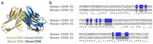 Figure 4. Comparisons of the human and mouse CD96 D1 domains. (a) Structural alignment of the D1 domains of the human CD96-CD155 heterodimeric complex (PDB ID 6ARQ) and the mouse CD96 homodimer from the mCD96-B complex. (b) Sequence alignment of the human and mouse CD96 D1 domains. Interacting residues to human CD96 by CD155 or of the mouse CD96 homodimer conserved across both protomers were calculated by Areaimol and are highlighted blue or gray, respectively