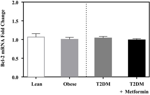 Figure 1 mRNA expression of Bcl-2 in PBMC of lean, obese, T2DM, and T2DM on metformin. Results are presented as mean ± S.E.M.