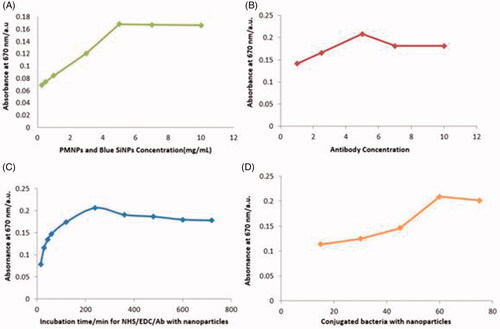 Figure 2. Condition optimization results for rapid colorimetric detection of B. abortus, (A) PMNPs and blue-SiNP-NH2 optimization results, optimum concentration of PMNPs 5 mg and blue-SiNP-NH210 mg were determined; (B) 5 μL was the optimized concentration of the antibody; (C) Time optimization results, best time for conjugation of antibody with EDC/NHS complex was calculated as 240 min; (D) Optimized time for conjugated of bacteria with nanoparticles was 60 min.