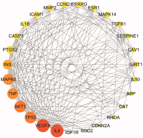 Figure 4. The 27 predicted key targets of TWMM in the therapy of DR (point size represents the degree value; colour from red to green represents the correlation from high to low).