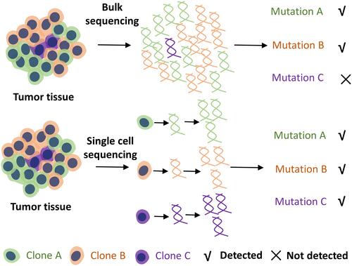 Figure 2 With the single-cell resolution of the technique, single-cell sequencing can assess heterogeneity better and be more sensitive for detecting rare mutations than conventional bulk sequencing. And these scarce mutations may be related to carcinogenesis, proliferative, and primary or acquired drug resistance.