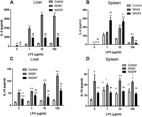 Figure 2 Production of IL-6 and IL-10 by isolated tissue macrophages. Production of IL-6 and IL-10 by isolated hepatic or splenic Mfs stimulated with LPS is shown as described in the Materials and Methods. (A), production of IL-6 by isolated hepatic Mfs; (B), production of IL-6 by isolated splenic Mfs; (C), production of IL-10 by isolated hepatic Mfs; and (D), production of IL-10 by isolated splenic Mfs. Data represent means ± SEM (n = 5 in each group). *p <0.05 and **p <0.01 compared with the control by ANOVA with Bonferroni’s post hoc test. #p <0.05 and ##p <0.01 compared with the NASH group by ANOVA with Bonferroni’s post hoc test. †p <0.05 and ††p <0.01 compared with the NASHf by ANOVA with Bonferroni’s post hoc test.