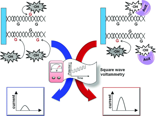 Figure 5 DNA-based biosensor for the measurement of antioxidant capacity by means of square wave voltammetry: left) DNA strands are immobilized onto the surface of a Screen-Printed Electrode (SPE): in the absence of antioxidant species (AoX) a low current signal, induced by the oxidative damage of guanine bases in DNA helix, is detected by the electrode; right) in the presence of AoX, free radical are scavenged and the guanine bases preserved, thus a higher current signal is registered. (Color figure available online.)