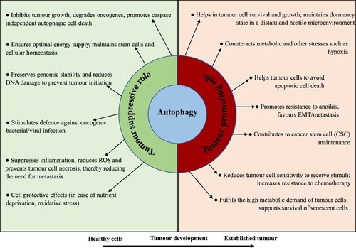 Figure 4. The Janus-faced contradictory actions of autophagy in cancer cells. Autophagy acts as a Janus-faced play or the Yin-Yang faced function on cancer development. In healthy cells, it functions as a tumor inhibitory mechanism by ensuring optimal energy supply, preserving genomic integrity, promoting the degradation of damaged organelle and cellular oncogenes, and endorsing first-line immunity against microbial infection. In advanced tumors, however, autophagy actions can be reinstated. Autophagy functions as an oncogenic phenomenon by endorsing cancer development via declining stresses, the preservation of cancer stemness potential and metastasis; executing cells resistant to anoikis; helping the persistence of cancer cells in a dormant state and supporting the senescent cell state.