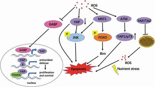 Figure 3. The interaction between ROS and Hippo pathway mediates cell survival. Oxidative stress inhibits the expression of YAP and induces apoptosis. Upon the loss of Hippo signaling, GABP translocates to the nucleus, where it activates the expression of a set of genes, including YAP. YAP is essential for several cellular and tissue responses against oxidative stress. Overactive YAP can also cooperate with TEADs to promote organ growth and cell survival [Citation95]. MST1 was activated under oxidative stress, and the activated MST1 kinase phosphorylated the S207 site of FOXO3, leading to transcriptional activation of Bim protein, thus triggering neuronal apoptosis [Citation65]. Chaetocin-induced ROS induce YAP1 expression independent of the typical Hippo pathway and activation of ATM and JNK. YAP1 interacts with p73 and JNK to induce apoptosis in an ATM – dependent manner [Citation96]. YAP/TAZ inhibits mitochondrial function and ROS production and ultimately induces apoptosis [Citation67,Citation108]