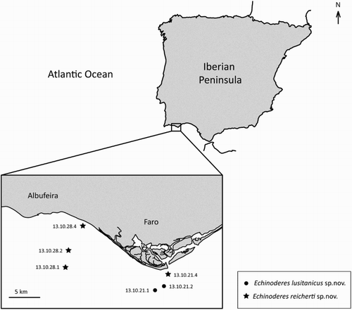 Figure 1. Map showing the approximate position of the sampling area off the Portuguese coast. Inset to the lower left shows a close-up of the sampling area between Faro and Albufeira. Two sampling localities (dots) yielded specimens of Echinoderes lusitanicus sp. nov., while Echinoderes reicherti sp. nov. was found at four localities (stars).