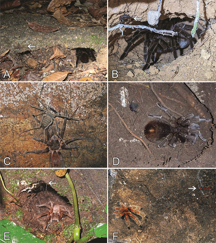 Figure 6. Associations between tarantulas and whip spiders, a harvestman and a snake. A. Sericopelma sp. sharing its retreat with an unidentified whip spider (marked with an arrow), La Chorrera, Panama. B. Megaphobema velvetosoma sharing its retreat with an unidentified whip spider (marked with an arrow), Yasuní National Park, Ecuador. C. Sericopelma sp. and Paraphrynus laevifrons, Santa María de Dota, San José Province, Costa Rica. D. Phormictopus cautus sharing its burrow with an unidentified whip spider, Vinales, Pinar del Río Province, Cuba. E. Sericopelma sp. sharing its retreat with an unidentified harvestman (marked with an arrow), Upala, Alajuela Province, Costa Rica. F. Brachypelma boehmei sharing its retreat with Sonora michoacanensis (marked with an arrow), Guerrero State, Mexico. Photo credits: John G. Phillips (A), Aidan Craner (B), Johnson Jou (C), José Garrido (D), Dan MacNeal (E), and Rick C. West (F).