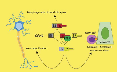 Figure 1. Common regulation by PTBP2 of Cdc42 splicing in both brain and testes. The tissue-specific splicing factor PTBP2 binds to the Cdc42 pre-mRNA, hence regulating usage of the two alternative last exons E6 or E7. This splicing event regulates axonogenesis in neurons and interaction between germ cells and nursing Sertoli cells in testis